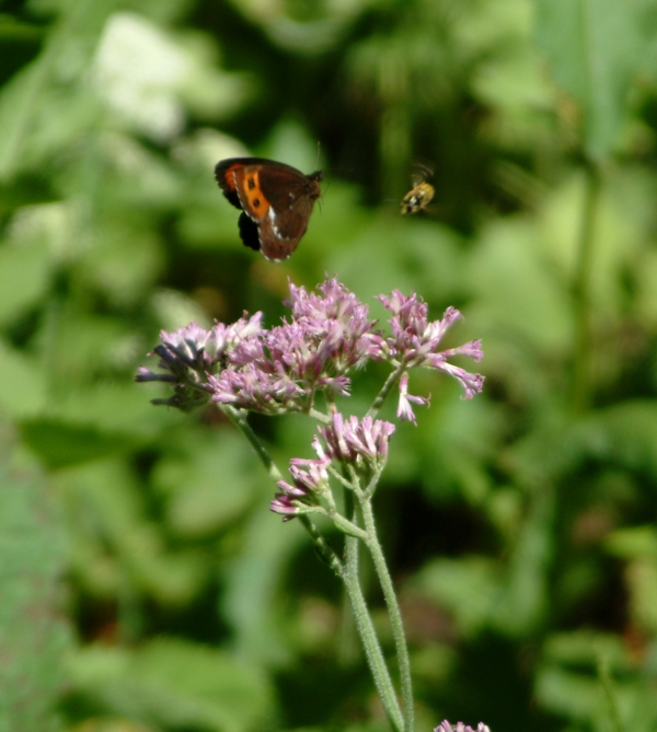 Erebia ligea